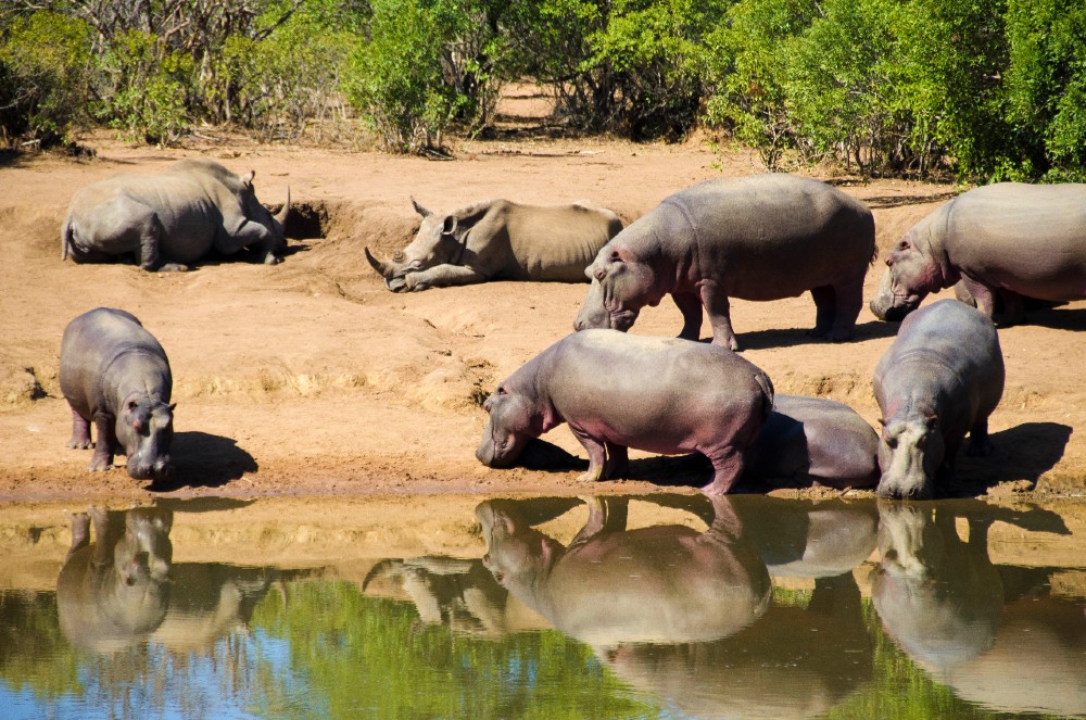 The wild life is absolutely amazing- The Kingdom of eSwatini offers a great wildlife to explore.